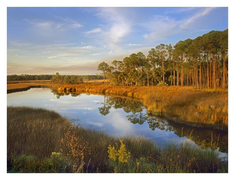 Lake near Apalachicola, Florida-Paper Art-18"x14"