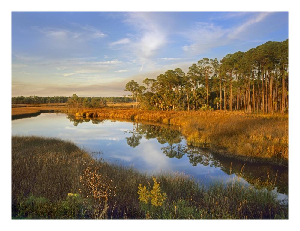 Lake near Apalachicola, Florida-Paper Art-26"x20"