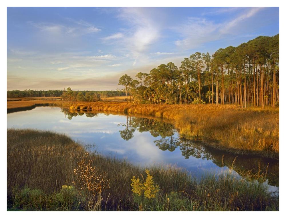 Lake near Apalachicola, Florida-Paper Art-42"x32"