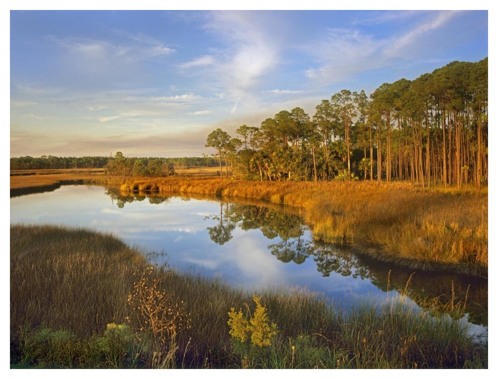 Lake near Apalachicola, Florida-Paper Art-50"x38"