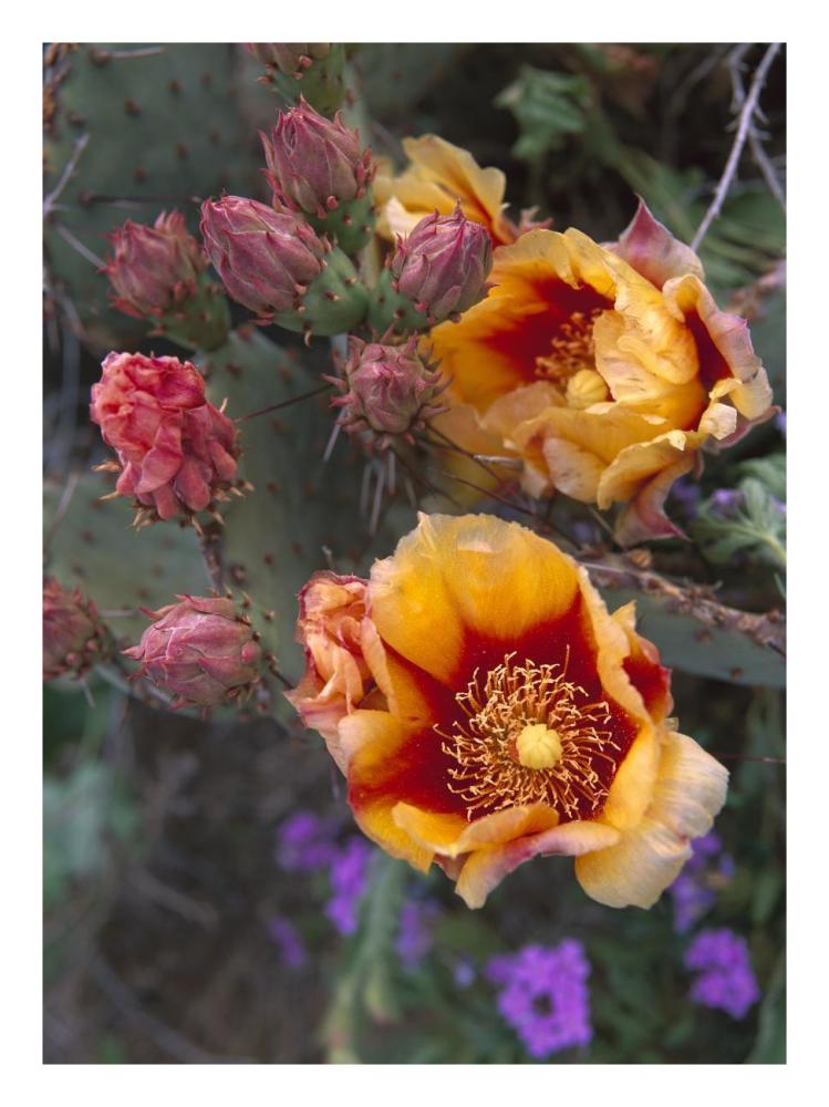 Opuntia in bloom, North America-Paper Art-20"x26"
