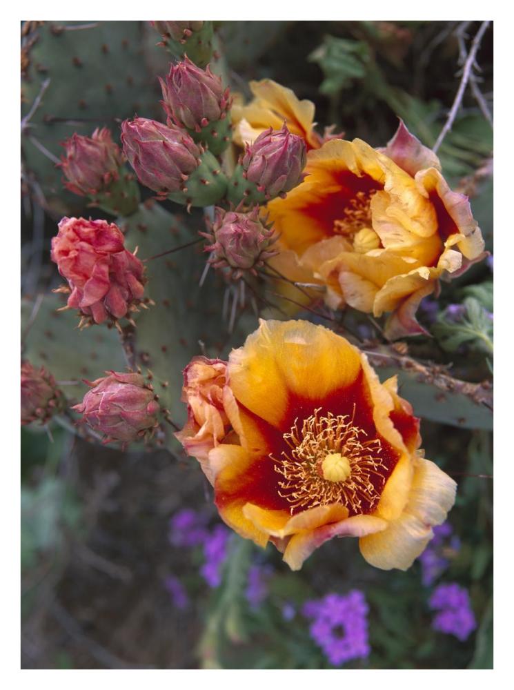 Opuntia in bloom, North America-Paper Art-26"x34"