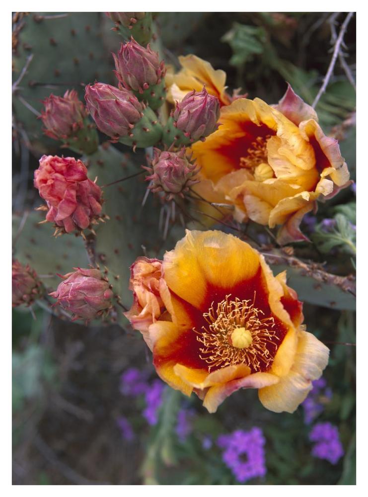 Opuntia in bloom, North America-Paper Art-32"x42"