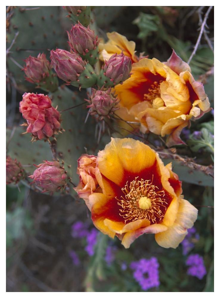 Opuntia in bloom, North America-Paper Art-38"x50"