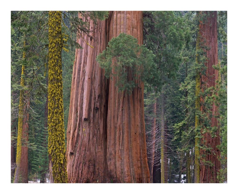 Giant Sequoia trees, California-Paper Art-22"x18"