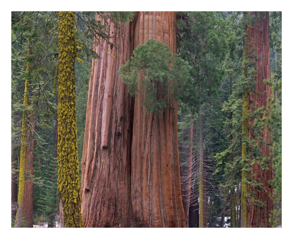 Giant Sequoia trees, California-Paper Art-26"x22"