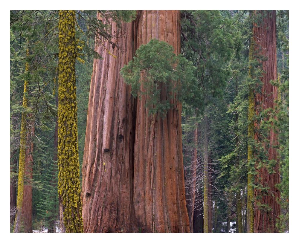 Giant Sequoia trees, California-Paper Art-30"x24"