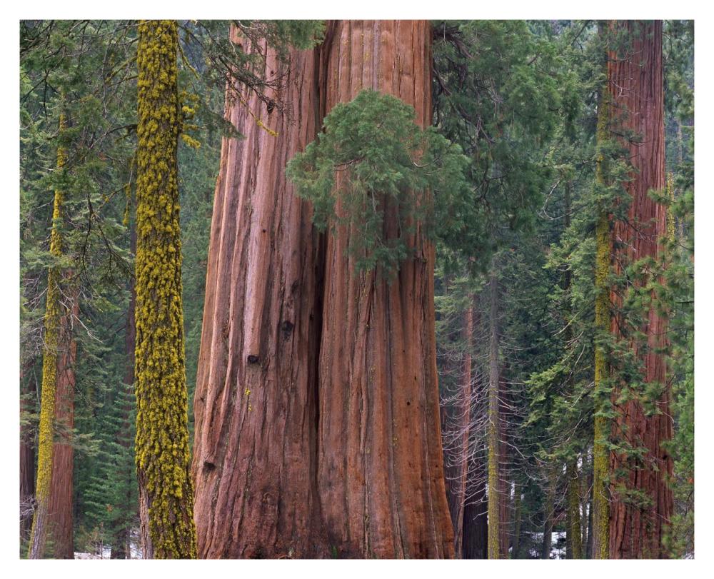 Giant Sequoia trees, California-Paper Art-37"x30"