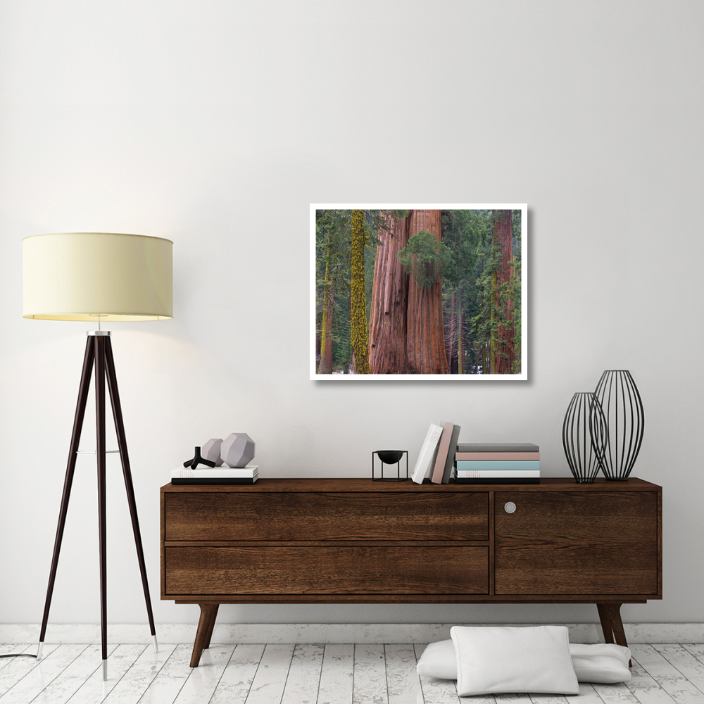 Giant Sequoia trees, California-Paper Art-37&quotx30"