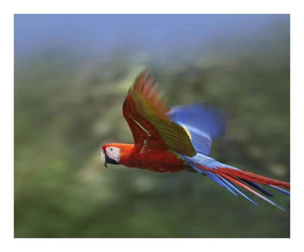 Scarlet Macaw flying, Costa Rica-Paper Art-22"x18"
