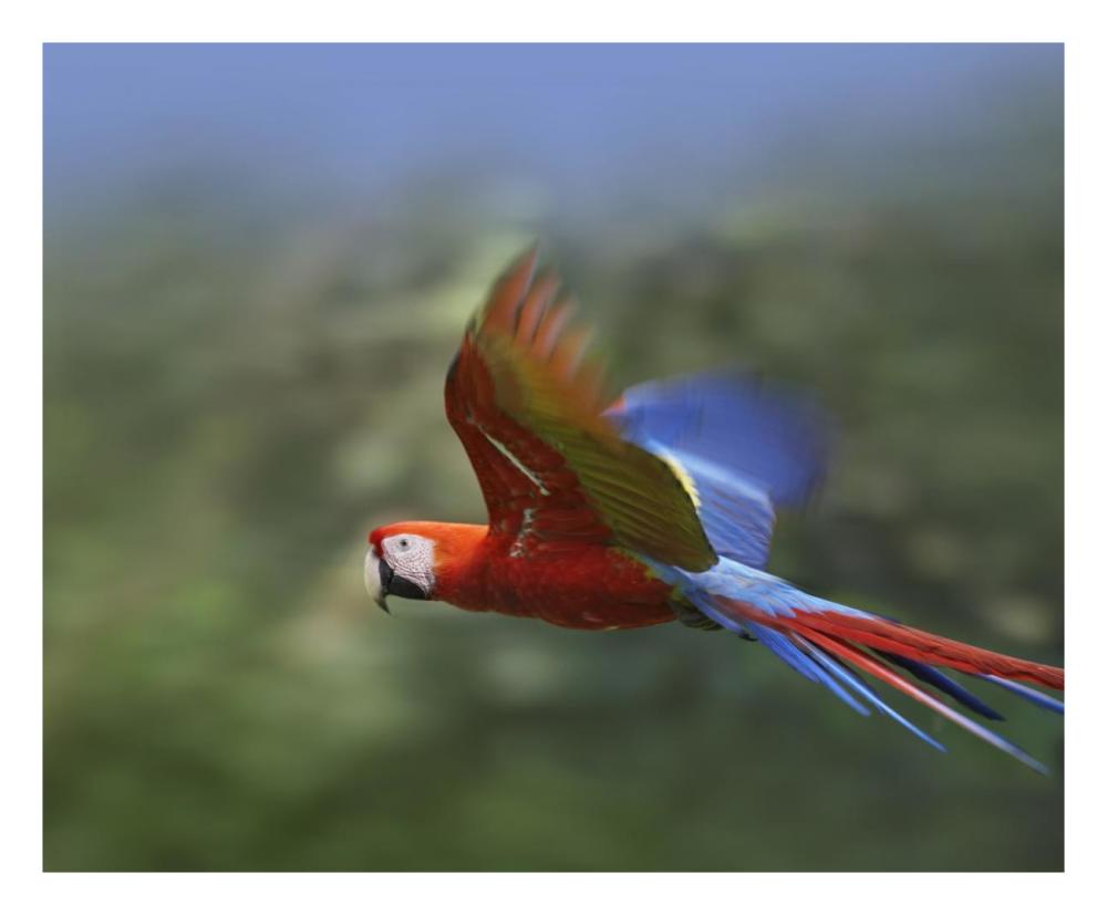 Scarlet Macaw flying, Costa Rica-Paper Art-26"x22"