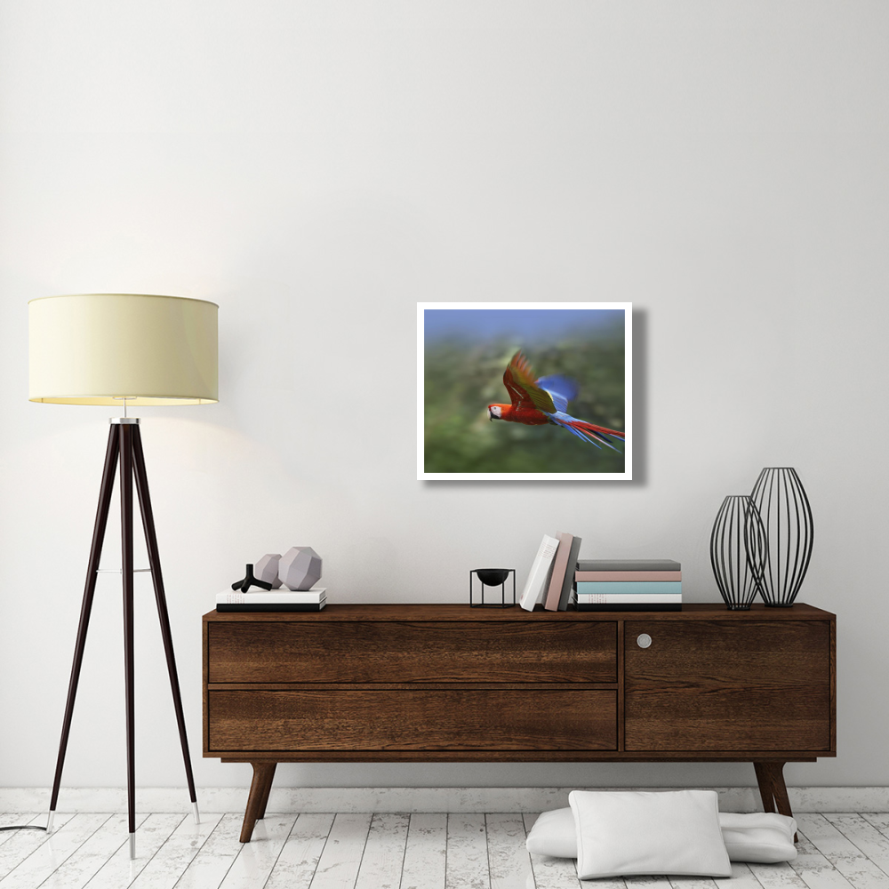 Scarlet Macaw flying, Costa Rica-Paper Art-30&quotx24"