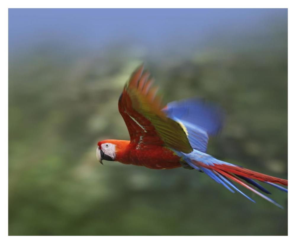 Scarlet Macaw flying, Costa Rica-Paper Art-37"x30"