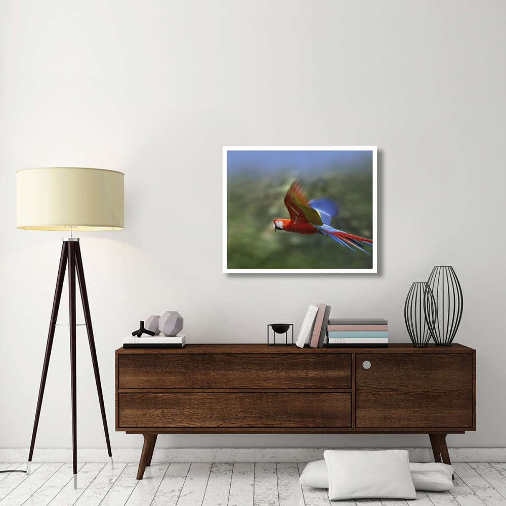 Scarlet Macaw flying, Costa Rica-Paper Art-37&quotx30"