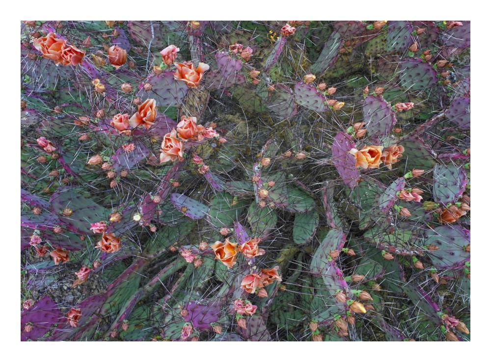 Opuntia flowering, North America-Paper Art-24"x17.62"