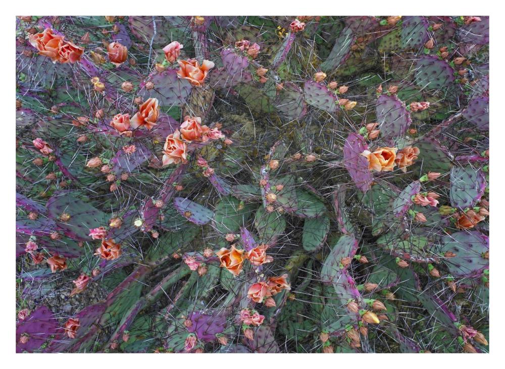 Opuntia flowering, North America-Paper Art-32"x23.3"