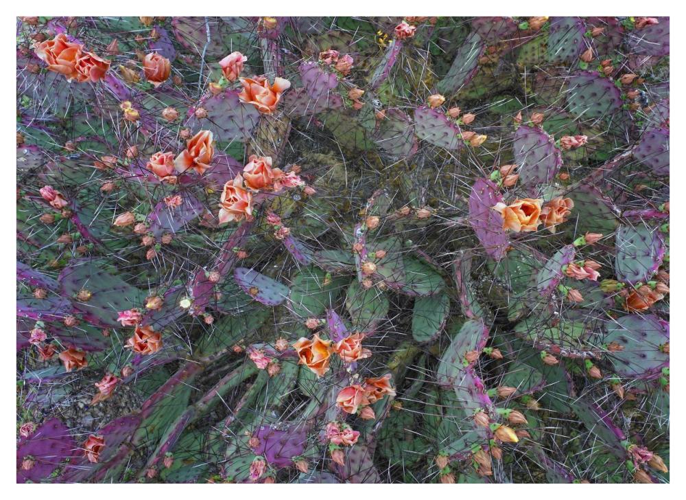 Opuntia flowering, North America-Paper Art-42"x30.4"