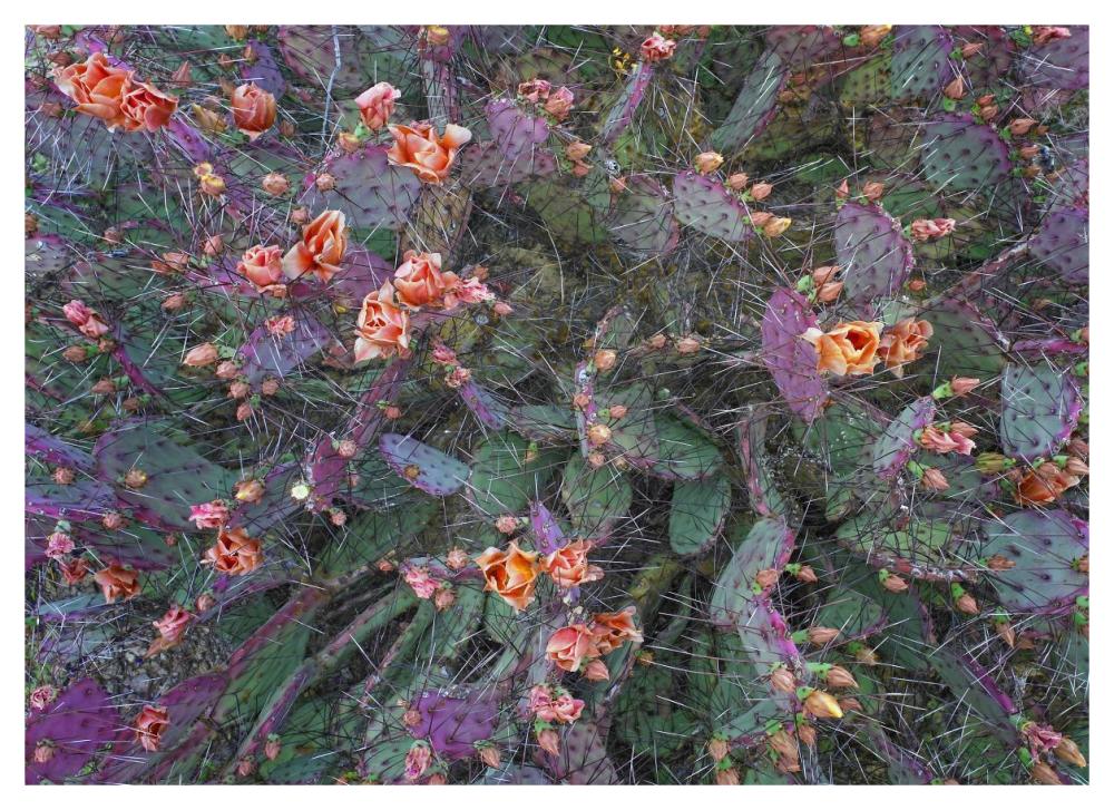 Opuntia flowering, North America-Paper Art-46"x33.24"