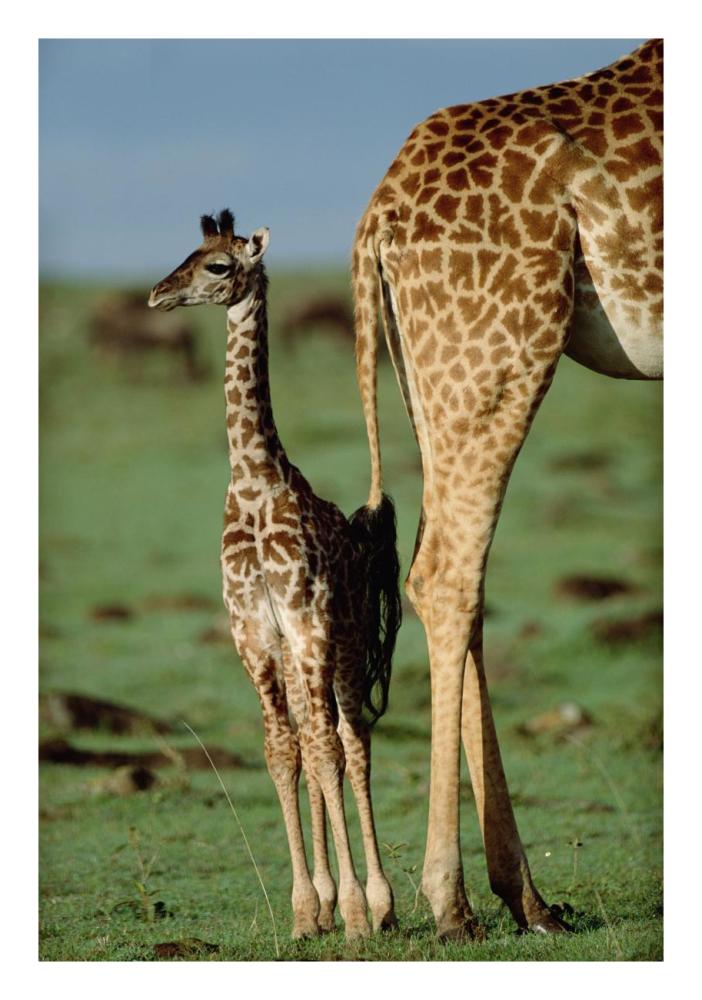Giraffe mother with young, Kenya-Paper Art-18"x26"