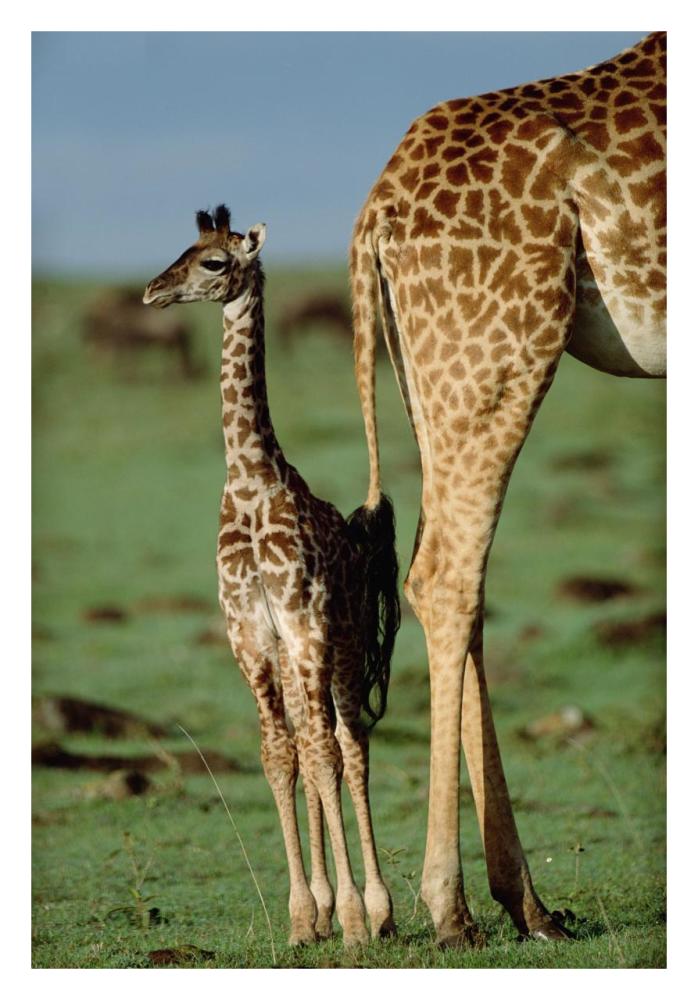 Giraffe mother with young, Kenya-Paper Art-22"x32"