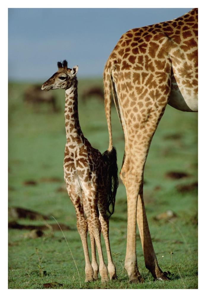 Giraffe mother with young, Kenya-Paper Art-26"x38"