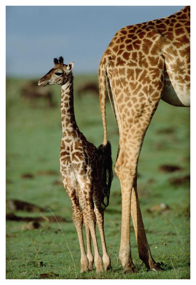 Giraffe mother with young, Kenya-Paper Art-34"x50"