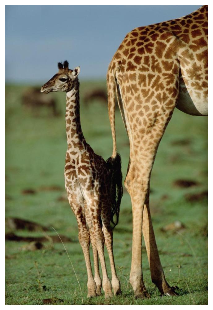 Giraffe mother with young, Kenya-Paper Art-42"x62"