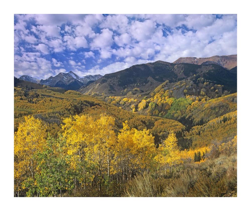 Quaking Aspen in autumn, Colorado-Paper Art-18"x15.12"