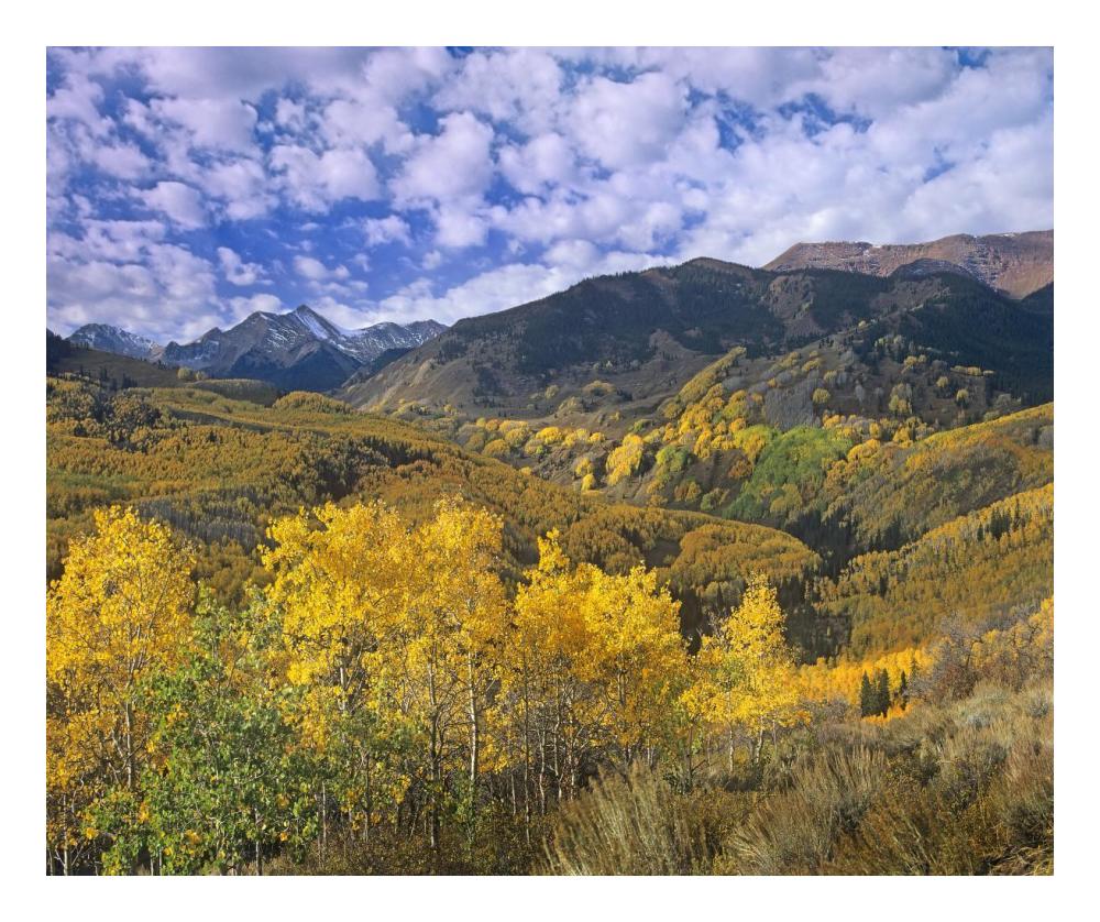 Quaking Aspen in autumn, Colorado-Paper Art-24"x20.04"
