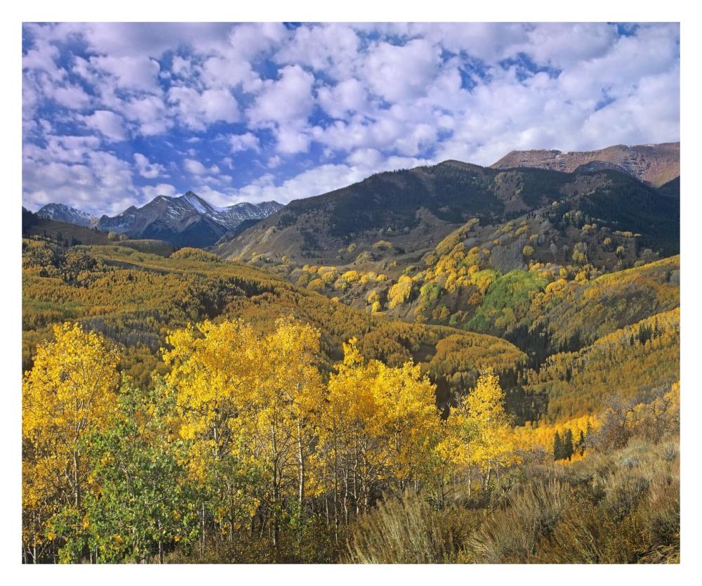 Quaking Aspen in autumn, Colorado-Paper Art-32"x26.6"