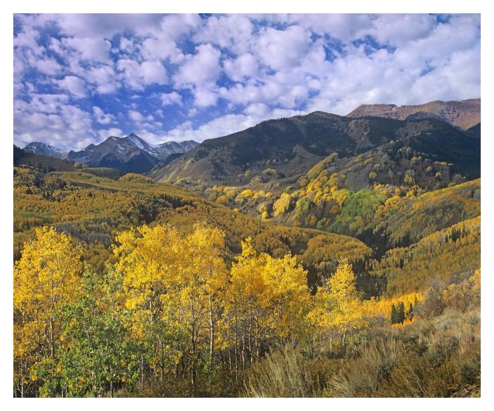 Quaking Aspen in autumn, Colorado-Paper Art-38"x31.52"