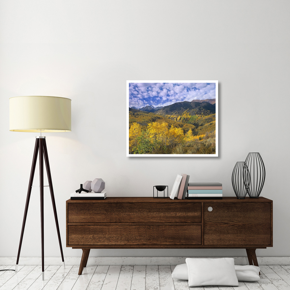 Quaking Aspen in autumn, Colorado-Paper Art-38&quotx31.52"