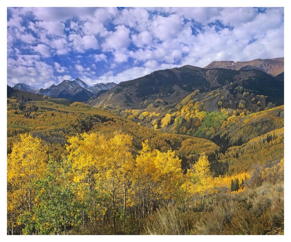 Quaking Aspen in autumn, Colorado-Paper Art-42"x34.8"