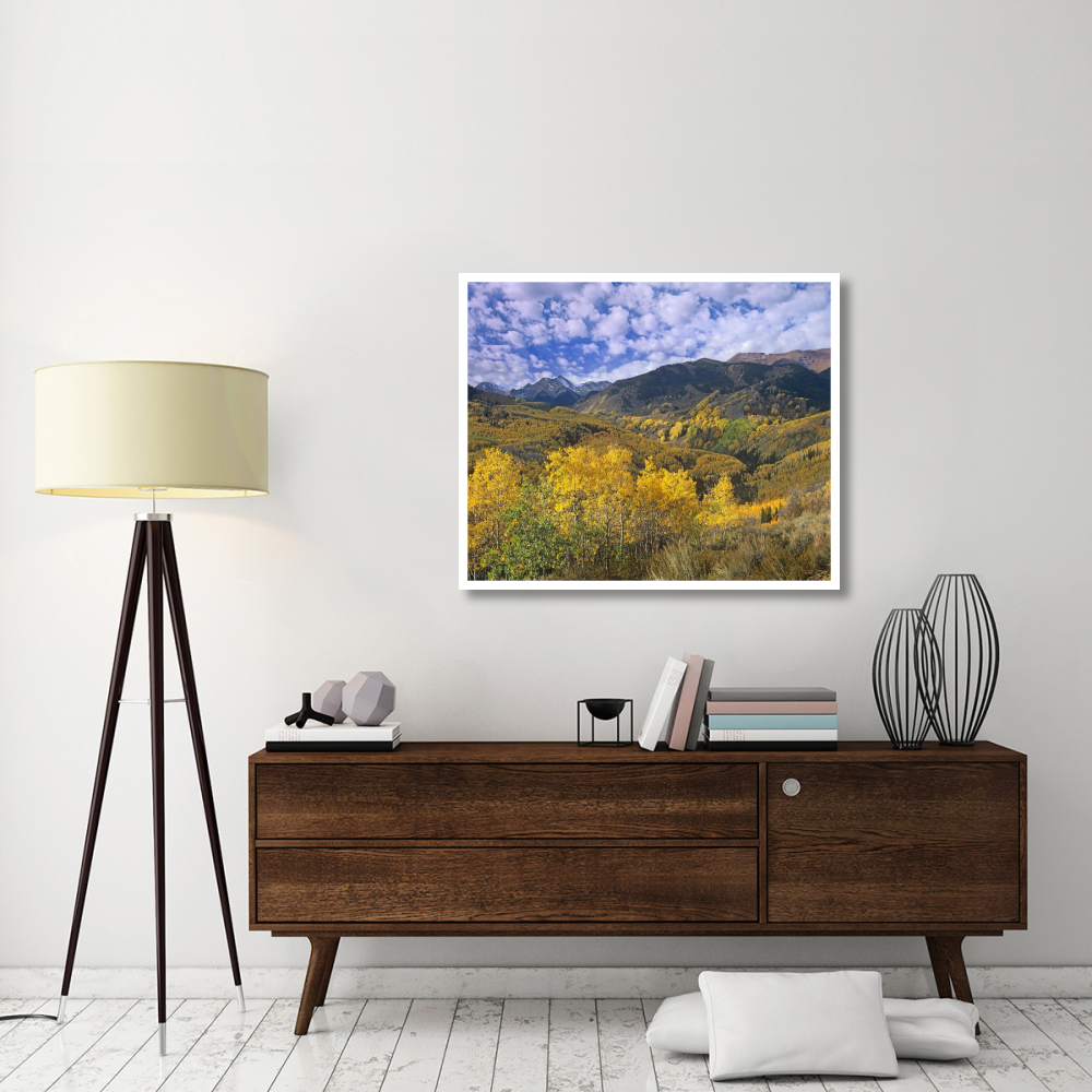Quaking Aspen in autumn, Colorado-Paper Art-42&quotx34.8"