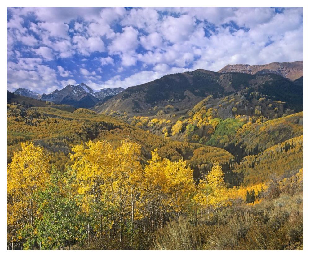 Quaking Aspen in autumn, Colorado-Paper Art-46"x38.08"