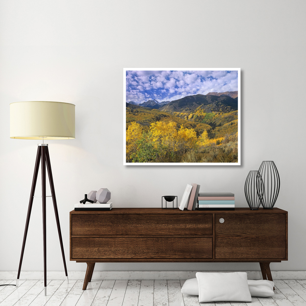 Quaking Aspen in autumn, Colorado-Paper Art-46&quotx38.08"