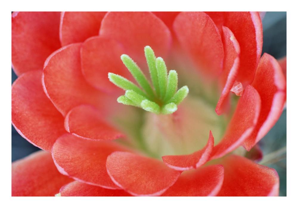 Claret Cup Cactus flower, Arizona-Paper Art-26"x18"
