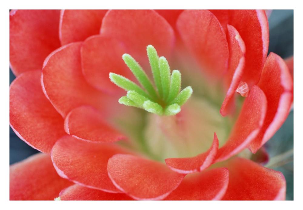 Claret Cup Cactus flower, Arizona-Paper Art-32"x22"