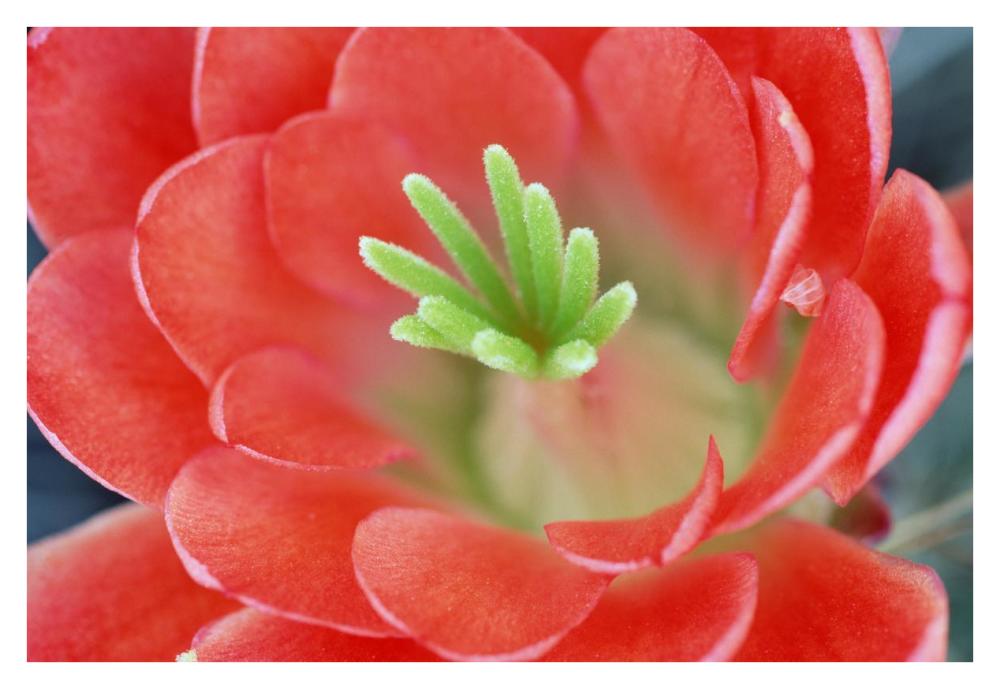 Claret Cup Cactus flower, Arizona-Paper Art-38"x26"