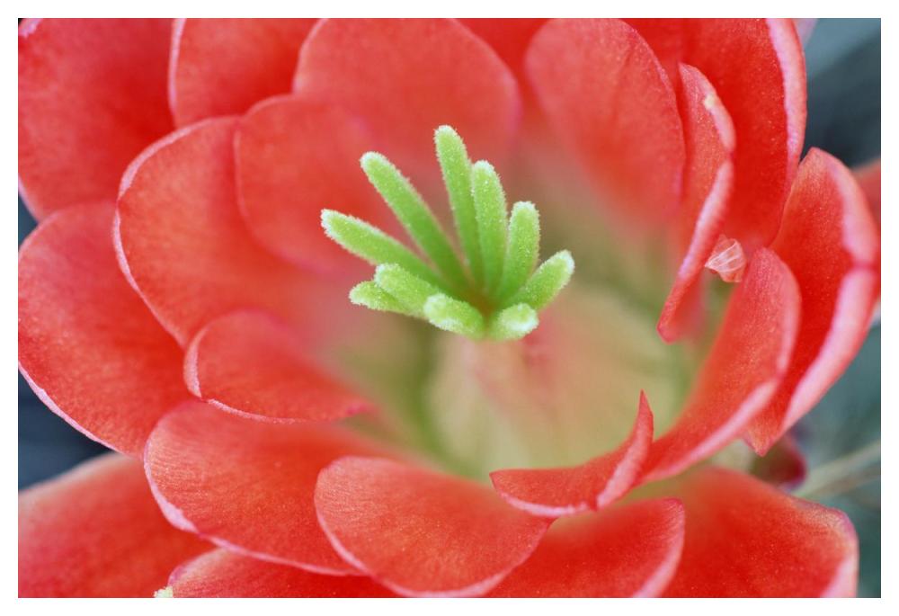 Claret Cup Cactus flower, Arizona-Paper Art-50"x34"