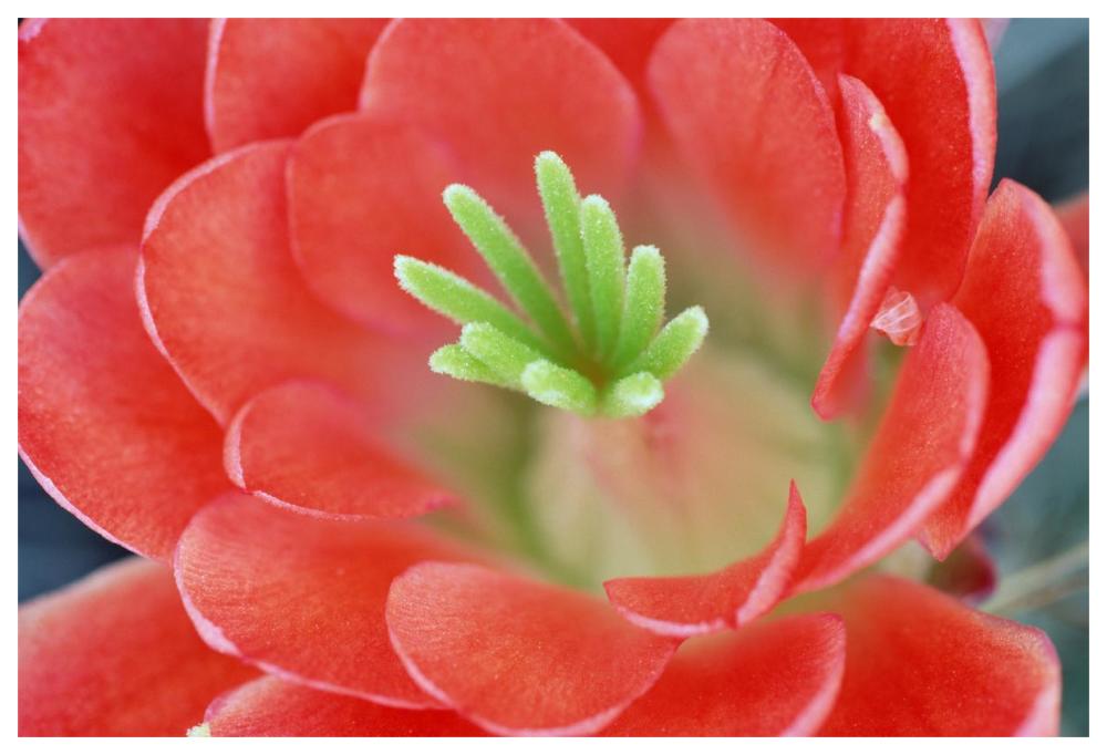 Claret Cup Cactus flower, Arizona-Paper Art-62"x42"