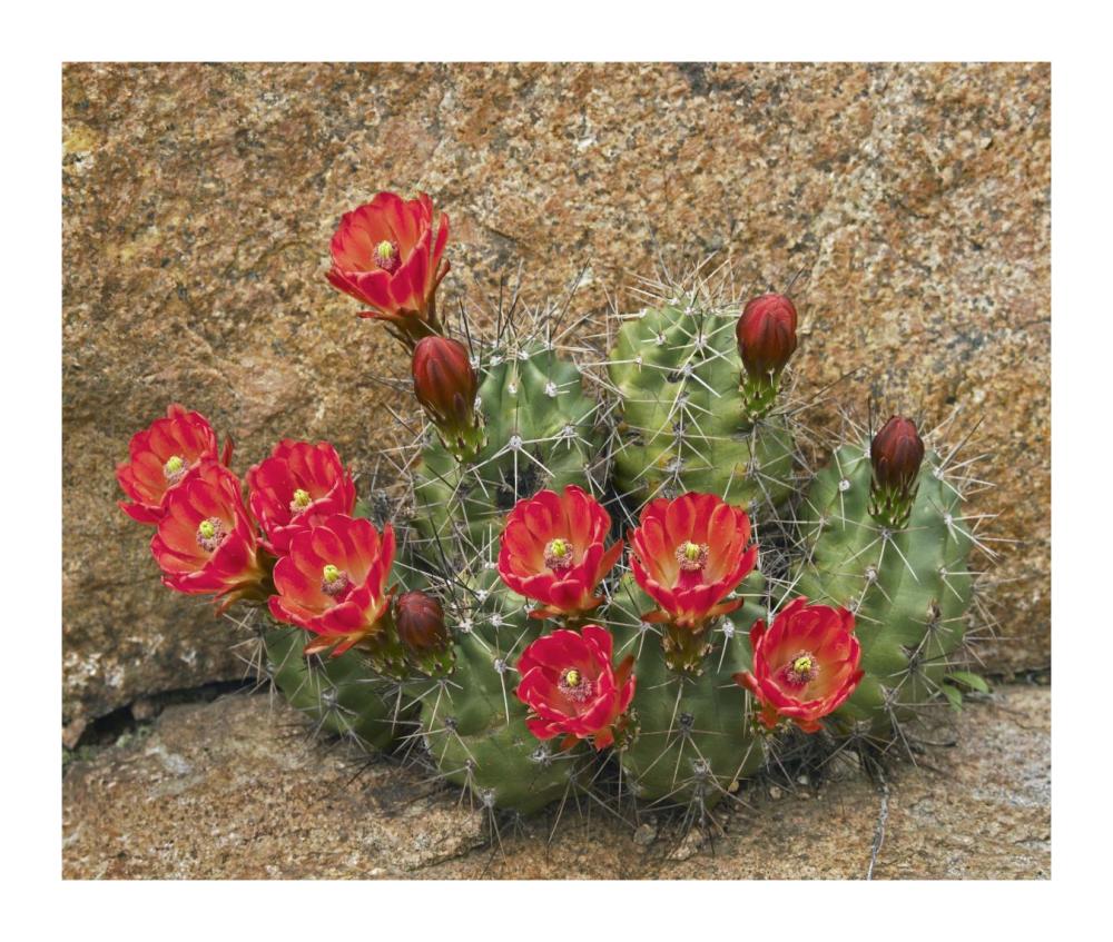 Claret Cup Cactus flowering, Utah-Paper Art-18"x15.28"