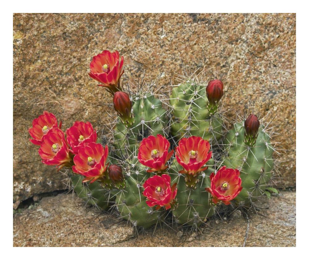 Claret Cup Cactus flowering, Utah-Paper Art-24"x20.26"