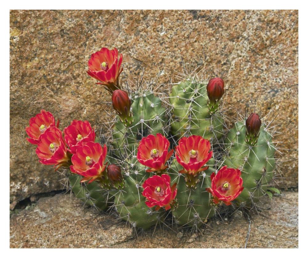 Claret Cup Cactus flowering, Utah-Paper Art-32"x26.9"