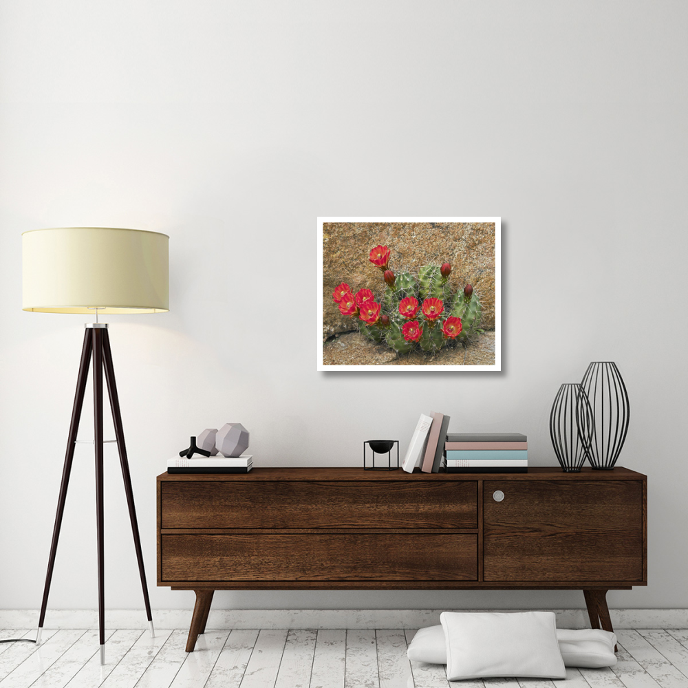 Claret Cup Cactus flowering, Utah-Paper Art-32&quotx26.9"