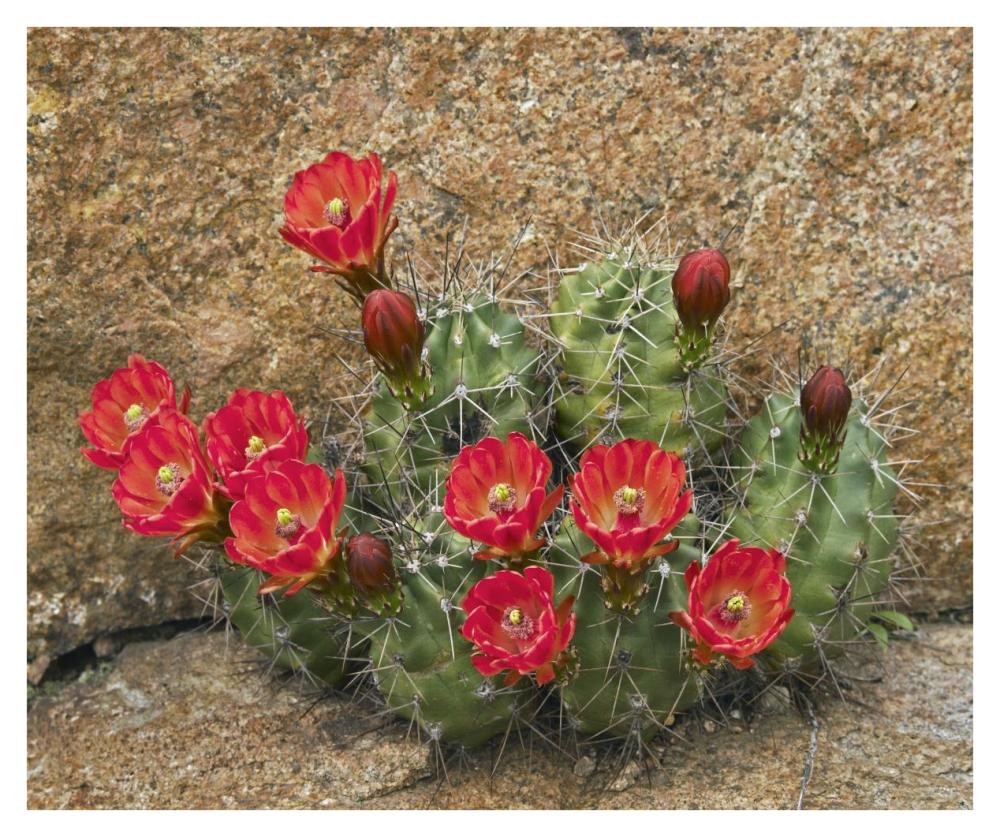 Claret Cup Cactus flowering, Utah-Paper Art-38"x31.88"