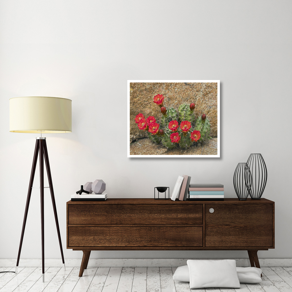 Claret Cup Cactus flowering, Utah-Paper Art-38&quotx31.88"
