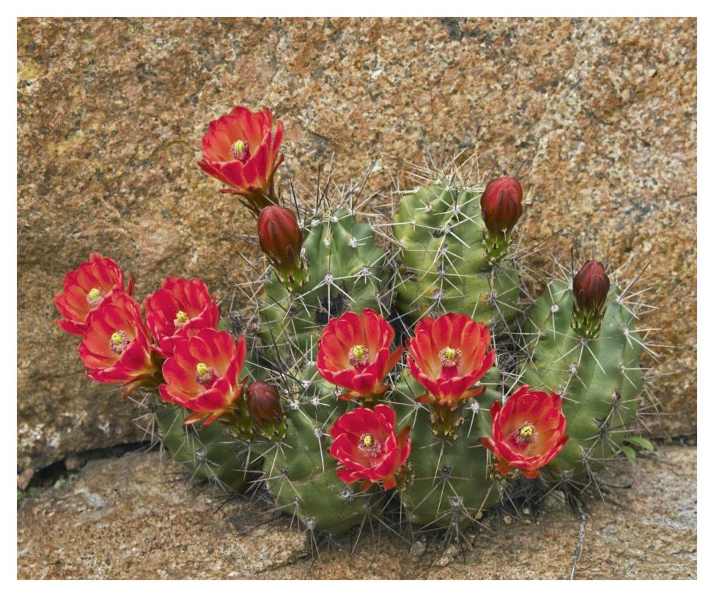 Claret Cup Cactus flowering, Utah-Paper Art-42"x35.2"
