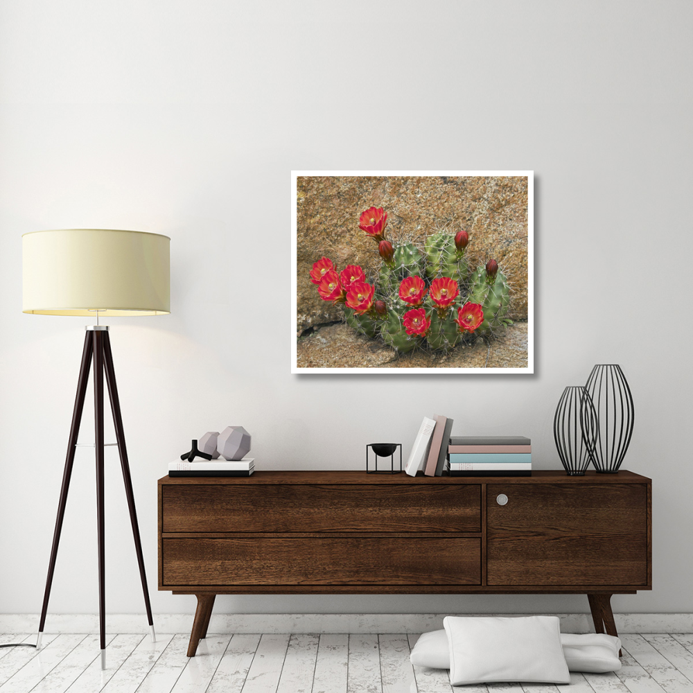 Claret Cup Cactus flowering, Utah-Paper Art-42&quotx35.2"