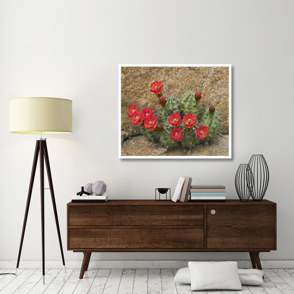Claret Cup Cactus flowering, Utah-Paper Art-46&quotx38.52"